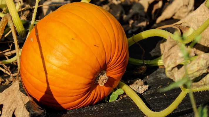 September – mesiac biopotravin a ekologického poľnohospodárstva