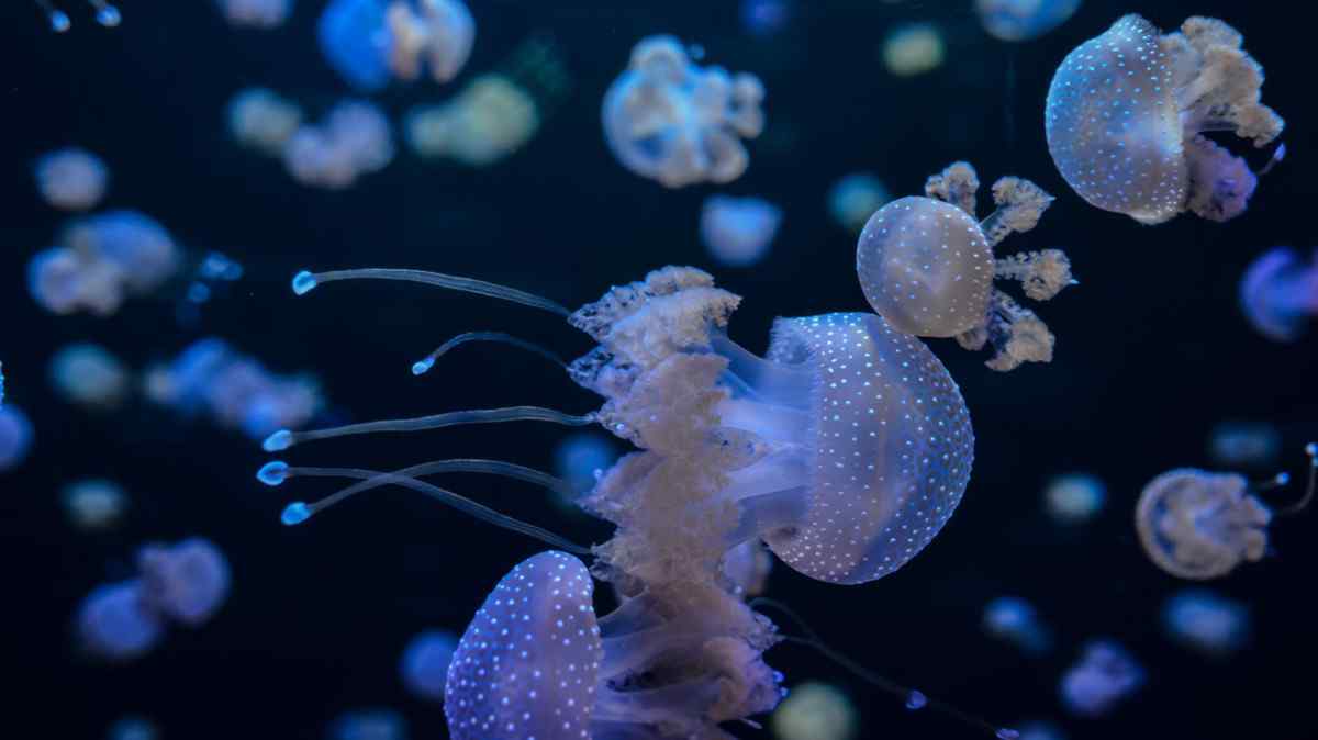 Svetový deň medúz