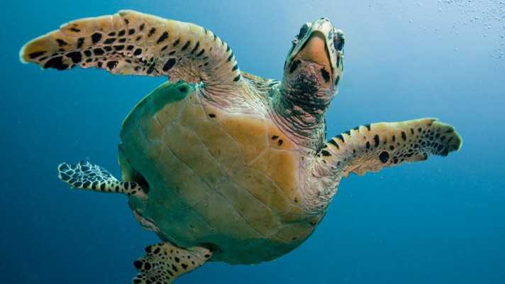 Svetový deň morských korytnačiek