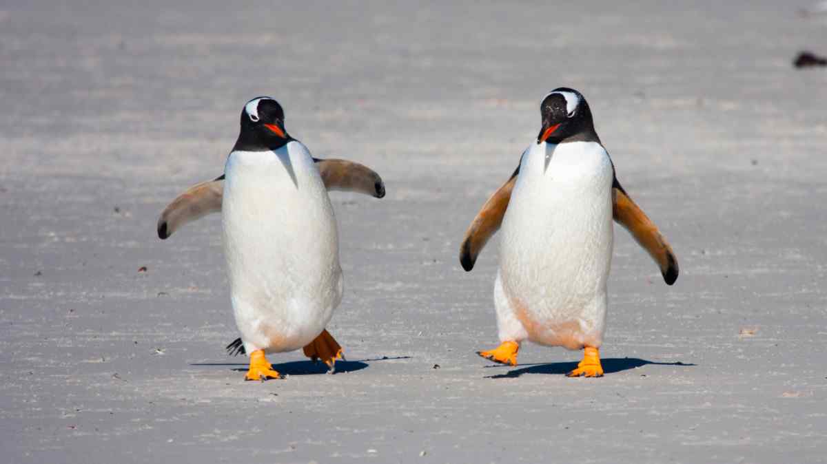 Svetový deň tučniakov