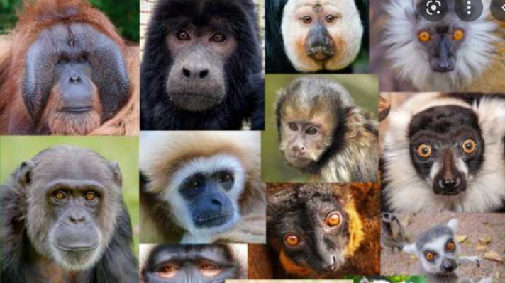 Medzinárodný deň primátov