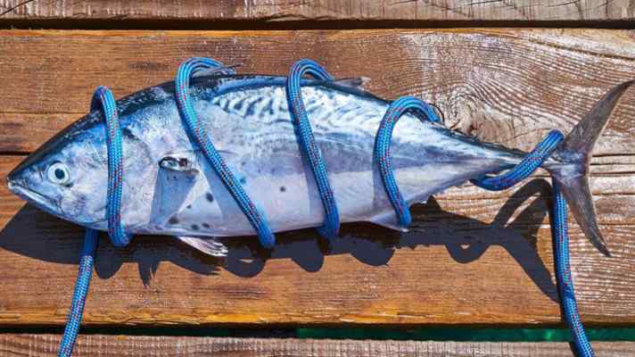 Svetový deň tuniakov