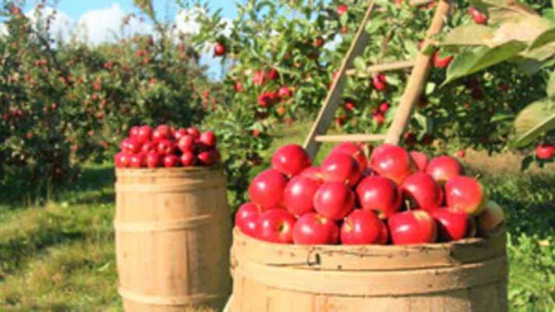 Deň pôvodných odrôd jablek