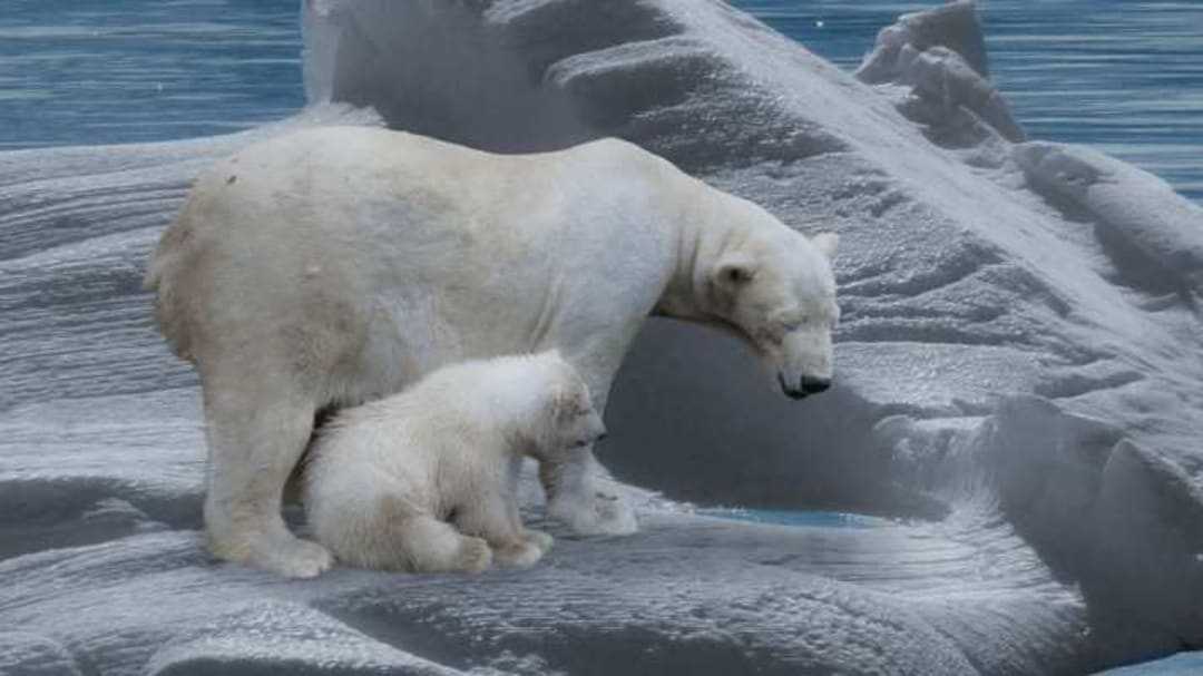 Medzinárodný deň polárnych medveďov