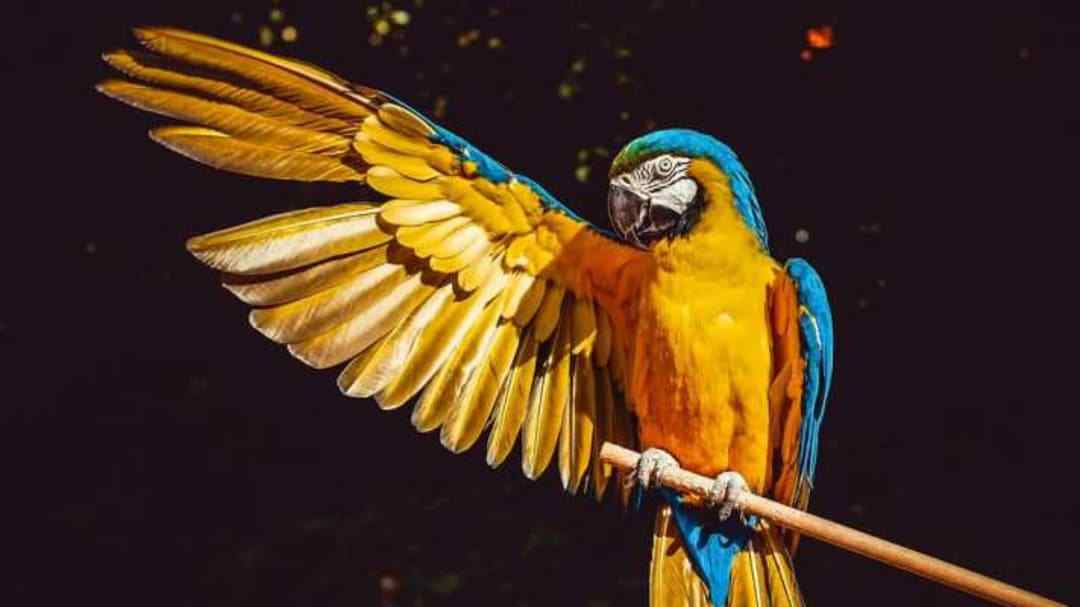Svetový deň papagájov