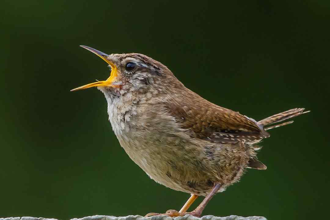 Medzinárodné dni spevu vtákov