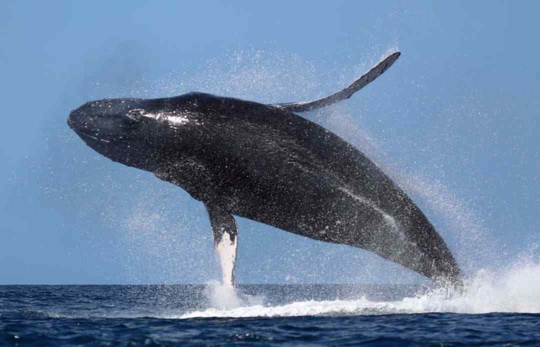 Svetový deň veľrýb