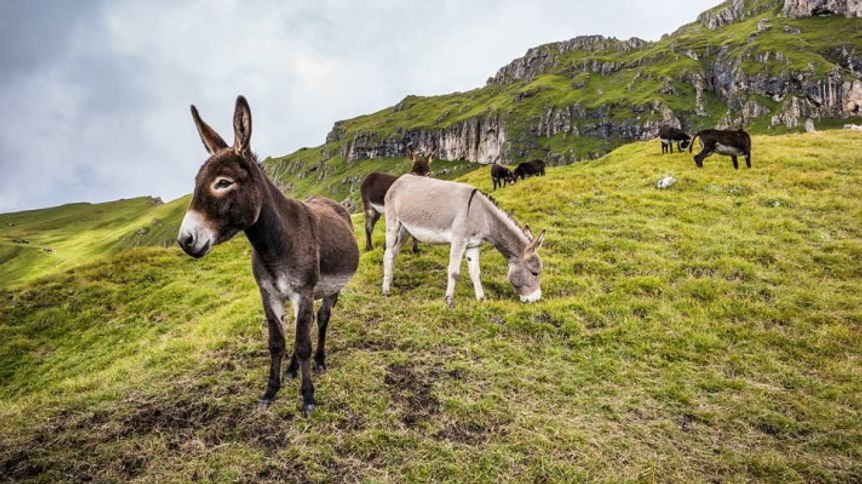 World Donkey Day