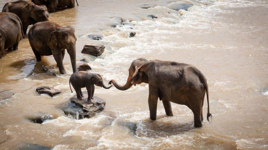 Svetový deň slonov