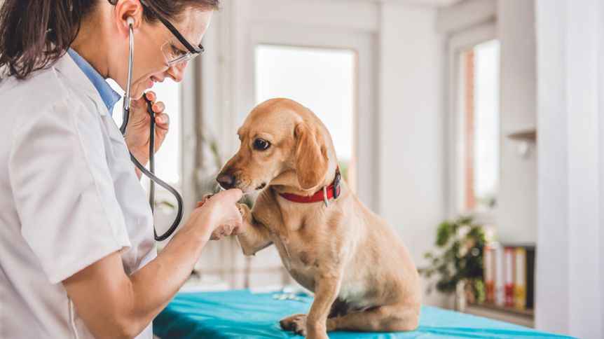 Medzinárodný deň veterinárnej medicíny