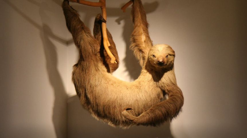 International Sloth Day