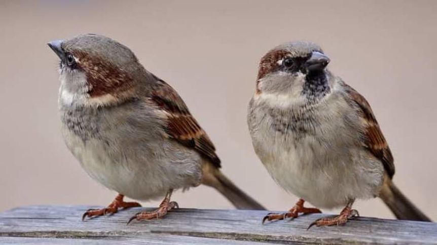 World Sparrow Day