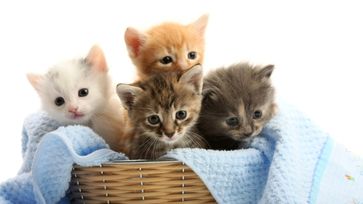Medzinárodný deň záchrany mačiek
