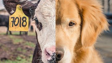 Svetový deň za ukončenie speciesismu