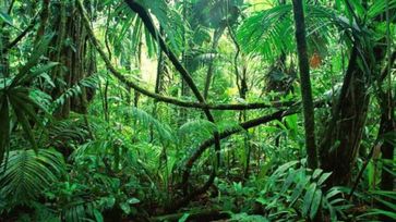 World Rainforest Day