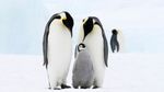Deň tučniakov