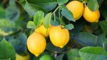 Plant a Lemon Tree Day