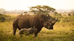 Svetový deň nosorožcov