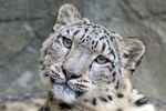Medzinárodný deň snežných leopardov